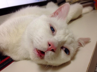 Illustration for article titled The Cat with the "Ugliest Sleeping Face in Japan"